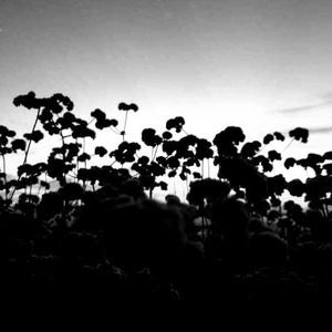 Meet your Posher, Lily